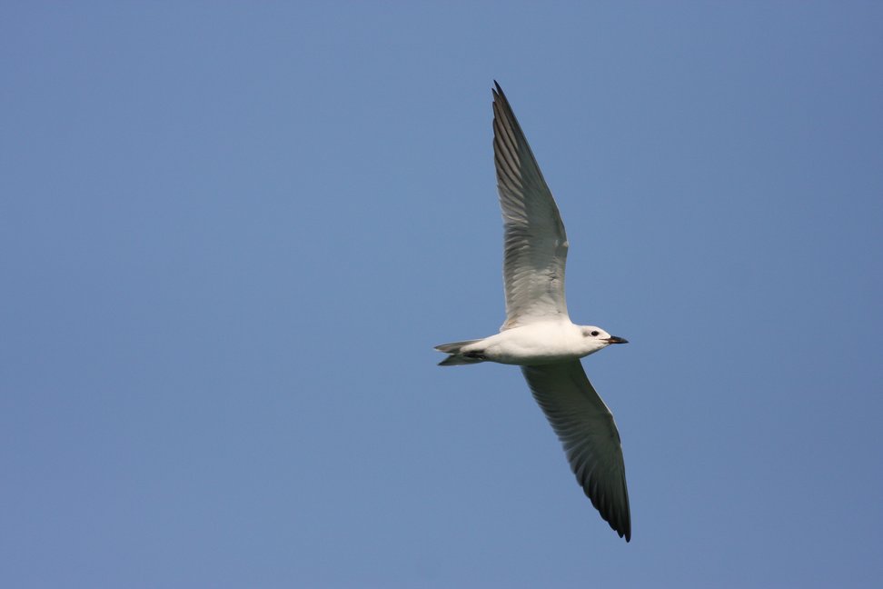 Danube Delta & Birds of Dobrudza (Romania & Bulgaria)